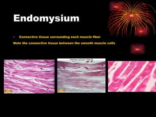 Endomysium Connective tissue surrounding each muscle fiber Note the connective tissue between the smooth muscle cells 
