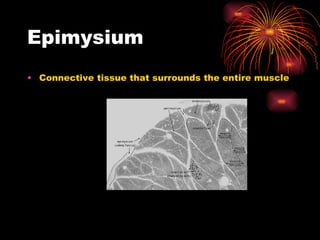 Epimysium Connective tissue that surrounds the entire muscle 