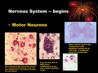 Nervous System -- begins Motor Neurons Motor neurons in the ventral horn seen at (a) – nucleolus of the nucleus at (b) – the axon shown at (c)    the latter is actually the axon hillock You can see lots of RER (nissl substances) at (a), and a dark nucleolus at (b) Motor neuron seen in the ventral horn with dendrites coming off of cell body    multipolar found in ventral horn 