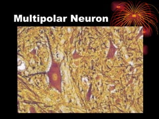 Multipolar Neuron 