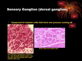 Sensory Ganglion (dorsal ganglion) Composed of unipolar cells that have one process coming off of the soma The cell body or perikaryon is found at (a) – note the light stained nucleus – also note the small surrounding cells called satellite cells at (b) Notice again the satellite cells 