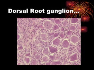 Dorsal Root ganglion… 