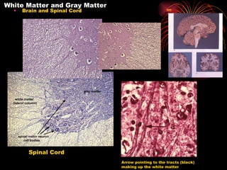 White Matter and Gray Matter Brain and Spinal Cord Spinal Cord Arrow pointing to the tracts (black) making up the white matter 