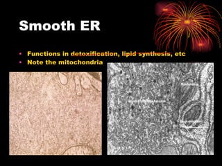 Smooth ER Functions in detoxification, lipid synthesis, etc Note the mitochondria 