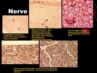 Nerve Longitudinal section in which the arrows point to nodes of ranvier Nerve X-section – axis cylinders seen at (a) surrounded by myelin – the entire nerve trunk is surrounded by epineurium seen at (b) This is at higher power – axons can be seen at (a) and the endoneurium can be seen at (b) These are both myelin stains – note in the latter the myelin sheath appears to be black    the nerve also is divided into fascicles 