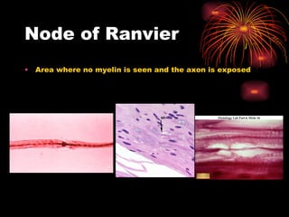 Node of Ranvier Area where no myelin is seen and the axon is exposed 