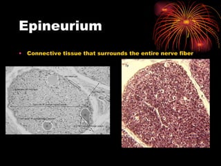 Epineurium Connective tissue that surrounds the entire nerve fiber 