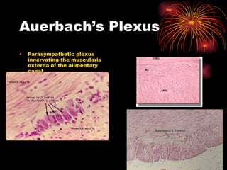 Auerbach’s Plexus Parasympathetic plexus innervating the muscularis externa of the alimentary canal 