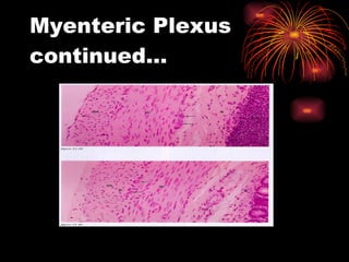 Myenteric Plexus continued… 