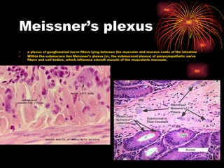 Meissner’s plexus a plexus of ganglionated nerve fibers lying between the muscular and mucous coats of the intestine  Within the submucosa lies Meissner's plexus (or, the submucosal plexus) of parasympathetic nerve fibers and cell bodies, which influence smooth muscle of the muscularis mucosae. 