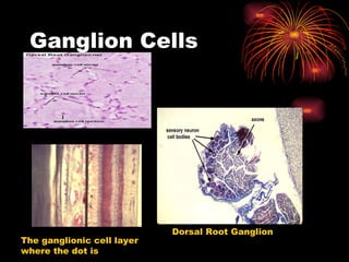 Ganglion Cells . The ganglionic cell layer where the dot is Dorsal Root Ganglion 