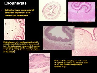 Esophagus Epithelial layer composed of Stratified Squamous non-keratinized Epithelium Epithelium at (a) – lamina propria at (b) – smooth muscled muscularis mucosae at (c) – the submucosa composed of areolar connective tissue at (D) – and the inner and outer layer of the muscularis externa at (E) and (F) Picture of the esophageal wall – duct of a gland is seen at (a), mucous acini at (b), and the thick mescularis externa at (c) 