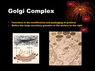 Golgi Complex Functions in the modification and packaging of proteins Notice the large secretory granules in the picture to the right 