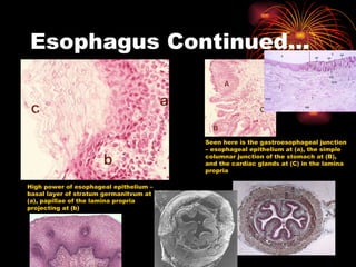 Esophagus Continued… High power of esophageal epithelium – basal layer of stratum germanitvum at (a), papillae of the lamina propria projecting at (b) Seen here is the gastroesophageal junction – esophageal epithelium at (a), the simple columnar junction of the stomach at (B), and the cardiac glands at (C) in the lamina propria 