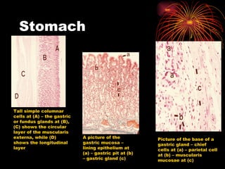 Stomach Tall simple columnar cells at (A) – the gastric or fundus glands at (B),  (C) shows the circular layer of the muscularis externa, while (D) shows the longitudinal layer A picture of the gastric mucosa – lining epithelium at (a) – gastric pit at (b) – gastric gland (c) Picture of the base of a gastric gland – chief cells at (a) – parietal cell at (b) – muscularis mucosae at (c) 