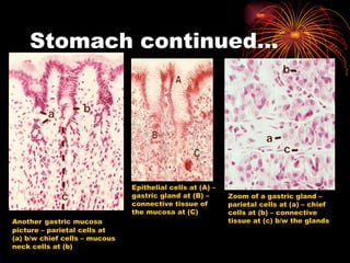Stomach continued… Another   gastric mucosa picture – parietal cells at (a) b/w chief cells – mucous neck cells at (b) Epithelial cells at (A) – gastric gland at (B) – connective tissue of the mucosa at (C) Zoom of a gastric gland – parietal cells at (a) – chief cells at (b) – connective tissue at (c) b/w the glands 