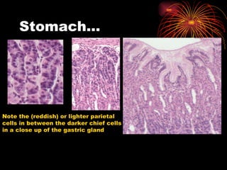 Stomach… Note the (reddish) or lighter parietal cells in between the darker chief cells in a close up of the gastric gland 