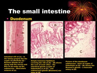The small intestine Duodenum Intestinal villi at (a) – in the lamina propria the the crypts of Liberkuhn (b) – Brunner Glands at (c) along with the nerves and BVs at (d) make up the submucosa – Muscularis externa at (e) Simple Columnar Epithlium covering the villi at (A) – (B) shows the core of each villus – the intestinal glands (crypts of lieberkuhn) is at (C) – and submucosal glands (Brunners) are seen at (D) Picture of the duodenum submucosa – base of crypts of lieberkuhn at (A) – (B) shows the Brunner’s glands – a muscular artery at (D) 
