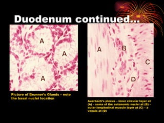 Duodenum continued… Picture of Brunner’s Glands – note the basal nuclei location Auerbach’s plexus – inner circular layer at (A) – soma of the autonomic nuclei at (B) – outer longitudinal muscle layer at (C) – a venule at (D) 