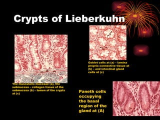 Crypts of Lieberkuhn The muscularis mucosae (a), the submucosa – collagen tissue of the submucosa (b) – lumen of the crypts at (c) Goblet cells at (a) – lamina propria connective tissue at (b) – and intestinal gland cells at (c) Paneth cells occupying the basal region of the gland at (A) 
