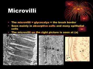Microvilli The microvilli + glycocalyx = the brush border Seen mainly in absorptive cells and many epithelial cells The microvilli on the right picture is seen at (a) 