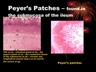 Peyer’s Patches –  found in the submucosa of the ileum Villi at (a) – intestinal gland at (b) – the peyer’s patch at (c) – the connective tissue of the submucosa at (d) -- circular and longitudinal muscle layers at (e) and (f) – the serosa at (g)   Peyer’s patches 