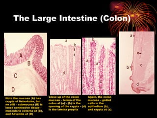 The Large Intestine (Colon) Note the mucosa (A) has crypts of lieberkuhn, but no villi – submucosa (B) is loose connective tissue – muscularis externa at (C), and Adventia at (D) Close up of the colon mucosa – lumen of the colon at (a) – (b) is the opening of the crypts – (d) is the lamina propria Again, the colon mucosa – goblet cells in the epithelium (b), and crypts at (a)  