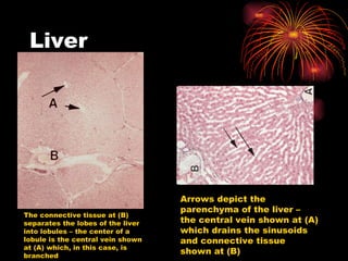 Liver The connective tissue at (B) separates the lobes of the liver into lobules – the center of a lobule is the central vein shown at (A) which, in this case, is branched Arrows depict the parenchyma of the liver – the central vein shown at (A) which drains the sinusoids and connective tissue shown at (B) 
