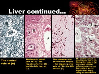 Liver continued… The central vein at (A) The hepatic portal vein at (A) – the hepatic artery at (B) – and the bile duct at (C) The sinusoids are shown with arrows – the hapatic portal vein at (A) – the bile duct at (C) The central vein at (A) – parenchyma cell at (C) – endothelial cells at (D) separated from the parenchymal cells via the space of disse – kupffer cells at (C) lining the endothelium 