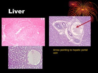 Liver Arrow pointing to hepatic portal vein 