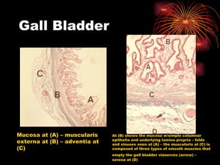 Gall Bladder Mucosa at (A) – muscularis externa at (B) – adventia at (C) At (B) shows the mucosa w/simple columnar epithelia and underlying lamina propria – folds and sinuses seen at (A) – the muscularis at (C) is composed of three types of smooth muscles that empty the gall bladder vianerves (arrow) –   serosa at (D) 
