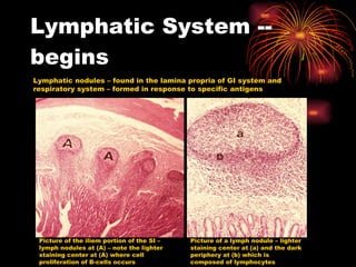 Lymphatic System -- begins Lymphatic nodules – found in the lamina propria of GI system and respiratory system – formed in response to specific antigens Picture of the iliem portion of the SI – lymph nodules at (A) – note the lighter staining center at (A) where cell proliferation of B-cells occurs Picture of a lymph nodule – lighter staining center at (a) and the dark periphery at (b) which is composed of lymphocytes 