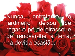 Nunca, entretanto, o
jardineiro deixou de
regar o pé de girassol e
de renovar-lhe a terra,
na devida ocasião.

 