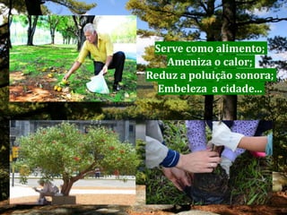 Serve como alimento;
Ameniza o calor;
Reduz a poluição sonora;
Embeleza a cidade...
 