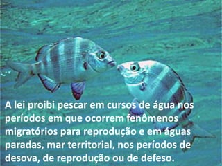 A lei proibi pescar em cursos de água nos
períodos em que ocorrem fenômenos
migratórios para reprodução e em águas
paradas, mar territorial, nos períodos de
desova, de reprodução ou de defeso.
 