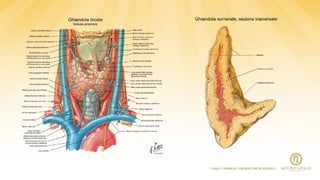 [ Slide 2 - SURRENE, TIROIDE E METILAZIONE ]
 