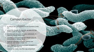 Campylobacter
• A infeção por Campylobacter em humanos pode
ser
• adquirida através da ingestão de leite cru não
pasteurizado ou água, mas
• é o consumo de carne de aves, sobretudo de
carne de frango fresca que
• constitui a principal fonte de infeção para os
consumidores Apesar de as
• espécies referidas causarem doença nas
pessoas, são transportadas no
• trato digestivo de vários animais domésticos e
selvagens sem que, na
• maioria das vezes, isso lhes seja prejudicial
 