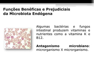 Funções Benéficas e Prejudiciais
da Microbiota Endógena


               Algumas bactérias e fungos
               intestinal produzem vitaminas e
               nutrientes como a vitamina K e
               B12.

               Antagonismo        microbiano:
               microrganismo X microrganismo.
 