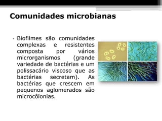 Comunidades microbianas


• Biofilmes são comunidades
  complexas e resistentes
  composta       por    vários
  microrganismos      (grande
  variedade de bactérias e um
  polissacário viscoso que as
  bactérias   secretam).    As
  bactérias que crescem em
  pequenos aglomerados são
  microcôlonias.
 