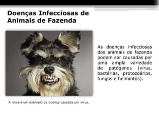 Doenças Infecciosas de
Animais de Fazenda



                                                    As doenças infecciosas
                                                    dos animais de fazenda
                                                    podem ser causadas por
                                                    uma ampla variedade
                                                    de patógenos (vírus,
                                                    bactérias, protozoários,
                                                    fungos e helmintos).




A raiva é um exemplo de doença causada por vírus.
 