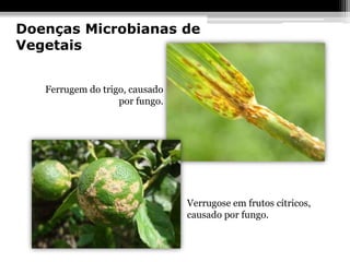 Doenças Microbianas de
Vegetais


   Ferrugem do trigo, causado
                   por fungo.




                                Verrugose em frutos cítricos,
                                causado por fungo.
 