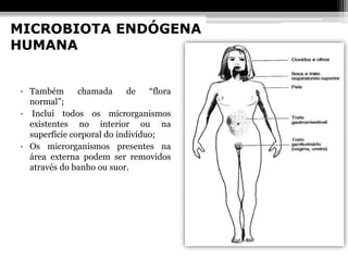 MICROBIOTA ENDÓGENA
HUMANA


• Também       chamada      de   “flora
  normal”;
• Inclui todos os microrganismos
  existentes no interior ou na
  superfície corporal do indivíduo;
• Os microrganismos presentes na
  área externa podem ser removidos
  através do banho ou suor.
 