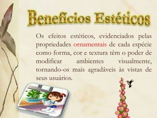    Ocasiona conforto térmico, pois reduz a temperatura pela absorção de no processo de transpiração e redução da radiação e reflexão dos raios solares. SOMBRAS.A proteção contra a força dos ventosRedução da poluição sonora por telas densas de árvores e arbustos