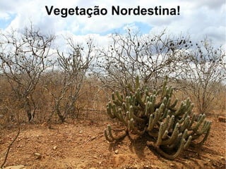 Vegetação Nordestina!
 