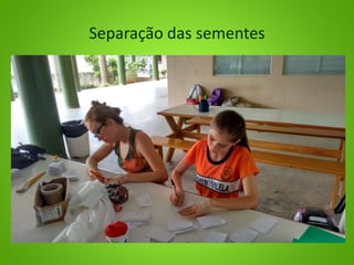 Separação das sementes
 