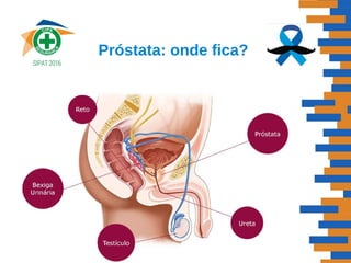 Próstata: onde fica?
 
