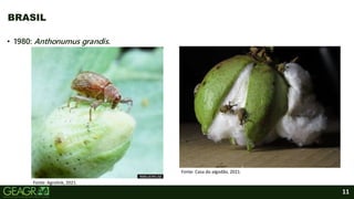 11
BRASIL
• 1980: Anthonumus grandis.
Fonte: Agrolink, 2021.
Fonte: Casa do algodão, 2021.
 