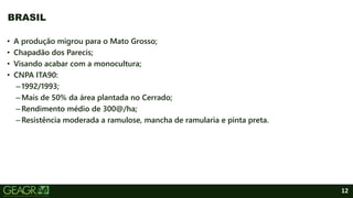 12
BRASIL
• A produção migrou para o Mato Grosso;
• Chapadão dos Parecis;
• Visando acabar com a monocultura;
• CNPA ITA90:
–1992/1993;
–Mais de 50% da área plantada no Cerrado;
–Rendimento médio de 300@/ha;
–Resistência moderada a ramulose, mancha de ramularia e pinta preta.
 