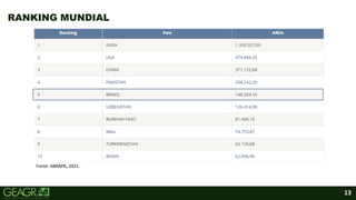 13
RANKING MUNDIAL
Fonte: ABRAPA, 2021.
 