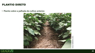 43
• Plantio sobre a palhada do cultivo anterior.
PLANTIO DIRETO
Fonte:
EMBRAPA,
2021.
 